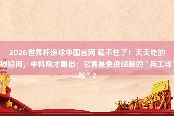 2026世界杯滚球中国官网 藏不住了！天天吃的庸碌鹅肉，中科院才曝出：它竟是免疫细胞的“兵工场”？
